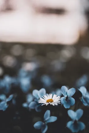 唯美蓝色花朵图片素材_1