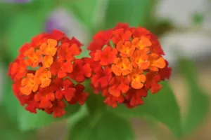 五色梅花朵图片