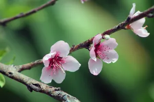 浪漫粉色桃花图片