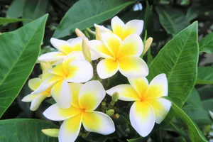 黄色鸡蛋花绽放图片_1