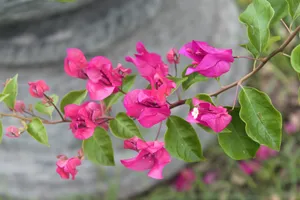 粉色三角梅开花图片_1