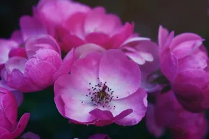 粉色单瓣月季花_1