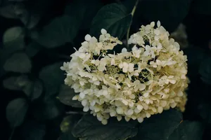 白绣球花图片