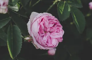 粉色重瓣月季花图片