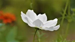 白色银莲花摄影图片_1