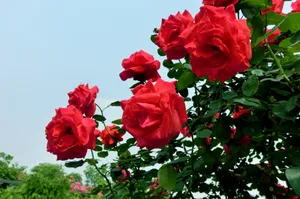 红月季花开花图片