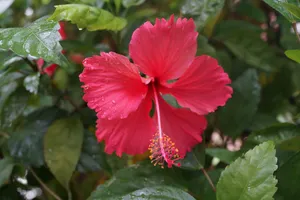 雨后红色木槿花图片