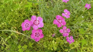 野生石竹花图片