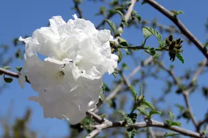 白色花朵特写图片