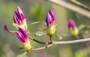 杜鹃花花苞图片_1