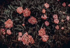 鲜花花朵素材图片_1