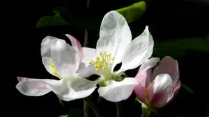 苹果花开花图片_1