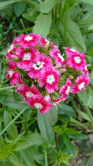 报春花花朵图片
