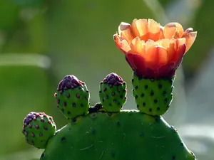 橙色仙人掌花朵图片