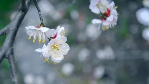 春天白色桃花唯美图片_1