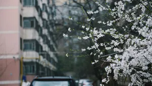 三月桃花盛开图片_1