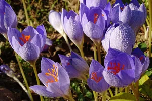 藏红花鲜花图片_1