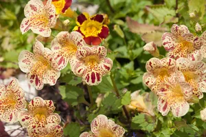 漂亮花卉图片