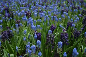 蓝色风信子花海图片