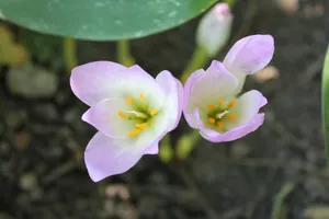 美丽藏红花图片_1