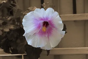 韩国国花木槿花图片第1张
