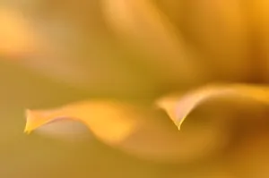 朦胧黄色花朵图片_1