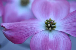粉色樱花微距图片_1