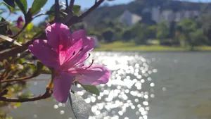 阳光下杜鹃花图片_1