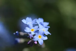 蓝色勿忘我图片_1