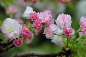 漂亮花花图片