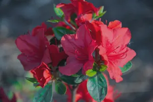 红色杜鹃花摄影图片