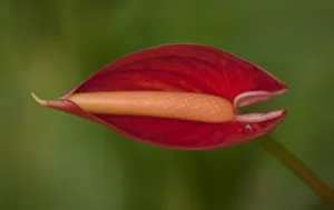 娇艳红掌花图片_1