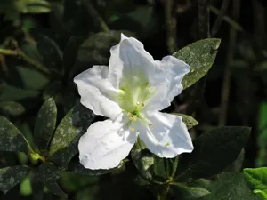 洁白花朵图片