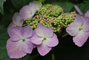绣球花盛开花朵图片_1