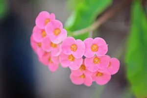 粉色观赏花图片_1