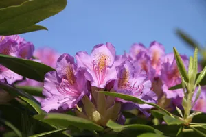 灌木丛杜鹃花图片_1