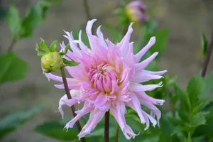 漂亮大丽花图片