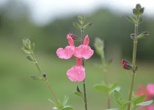 鼠尾草小清新花朵图片