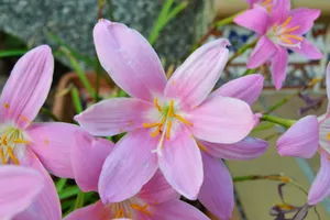 粉色野生藏红花图片_1