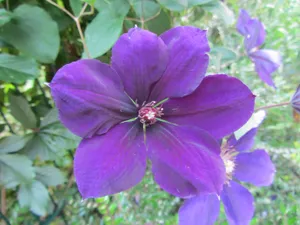 紫芙蓉图片