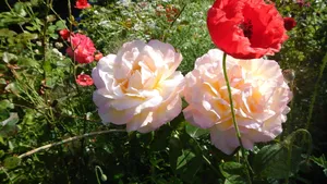 白色月季花图片_1
