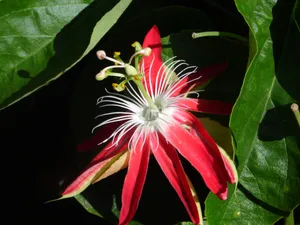红色百香果花图片_1