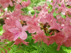 淡粉色杜鹃花图片_1