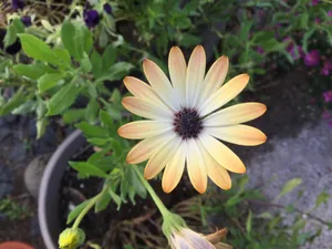 漂亮淡黄色花朵图片_1