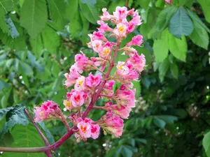 七叶树花枝图片_1