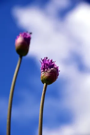 唯美紫色花朵特写图片_1