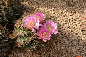 仙人球花图片_1