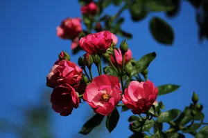 红色月季花图片