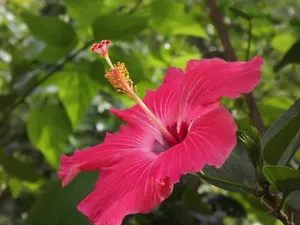 红色芙蓉花绽放图片