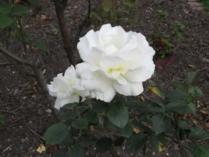 野生白色月季花图片_1